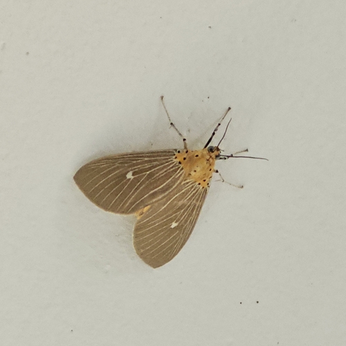 Tropical Tiger Moth