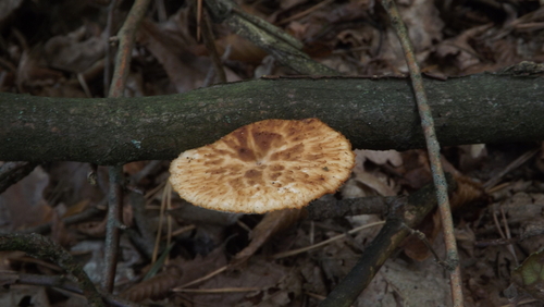 tuberous polypore