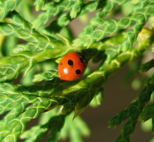 5-spotted Lady Beetle