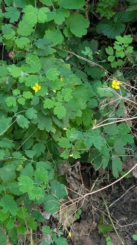 Greater celandine