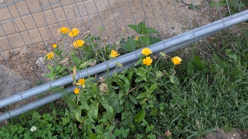 pot marigold