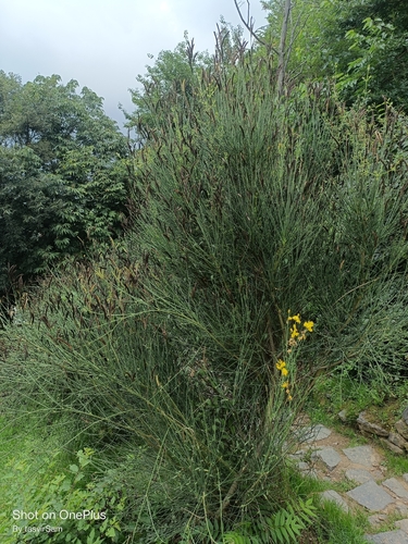 Spanish Broom