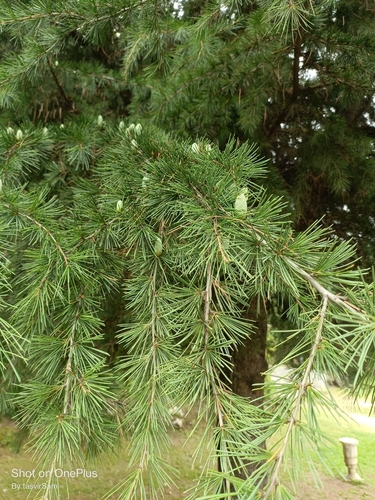 Deodar cedar