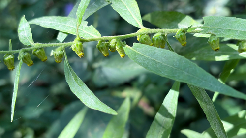Carpesium abrotanoides