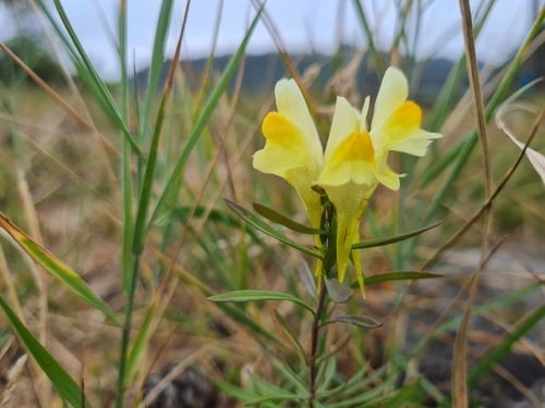 common toadflax