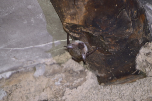 Grey Long-eared Bat