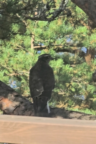 Eurasian Sparrowhawk