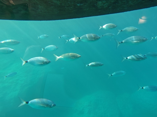Saddled Seabream