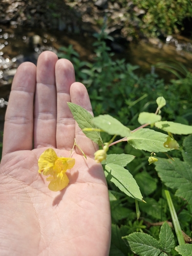 Touch-me-not Balsam