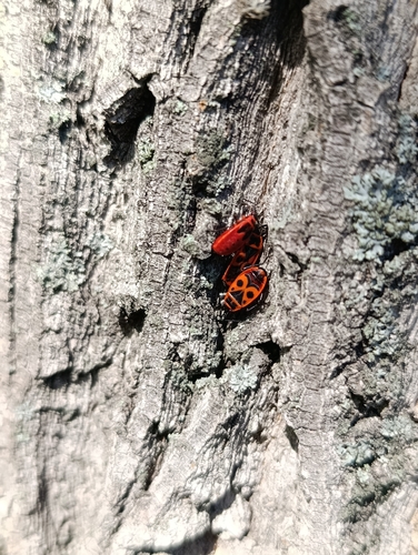 European Firebug
