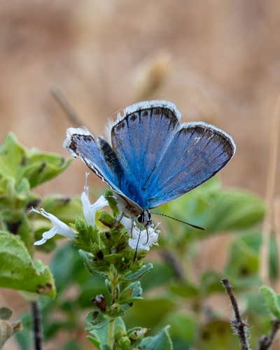 Polyommatus atlantica