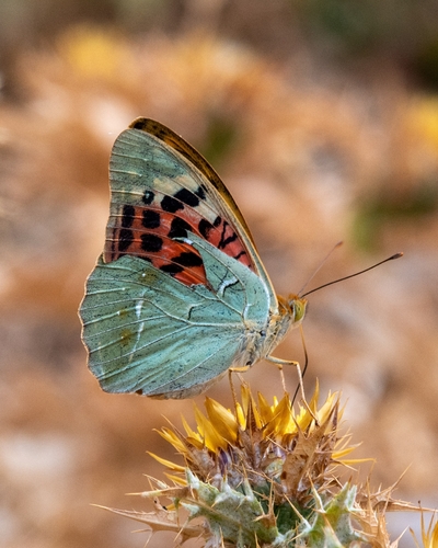 Cardinal Butterfly