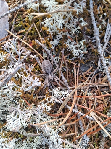 Alopecosa inquilina