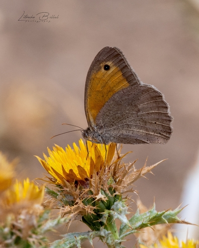 Meadow Brown