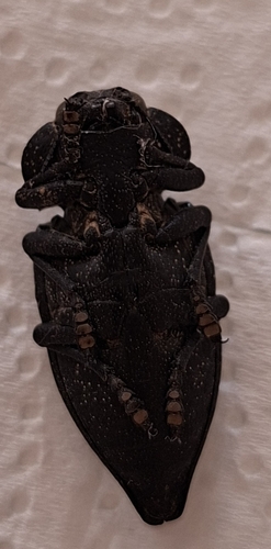 Flat-headed Root-borer