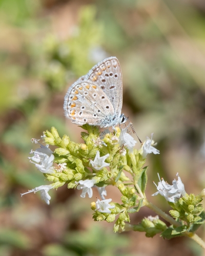 Austaut's Blue