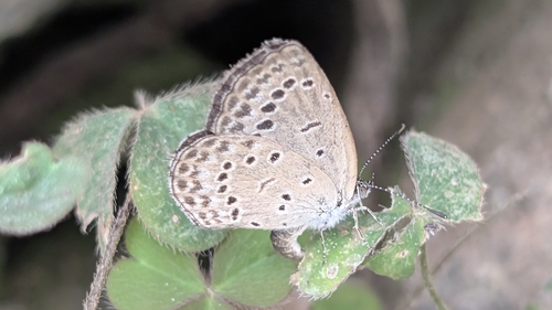 Pale Grass Blue