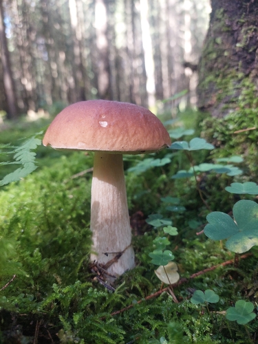 King Bolete
