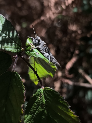 Blue-winged Grasshopper