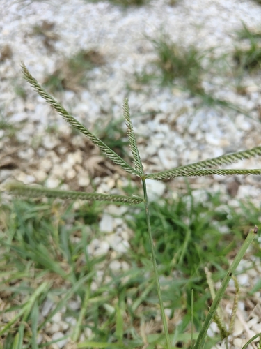 Goose Grass