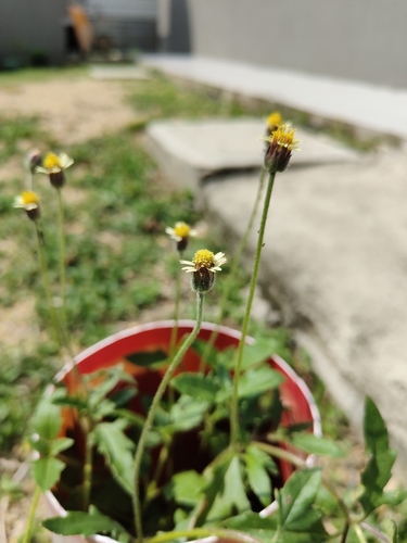 Tridax Daisy