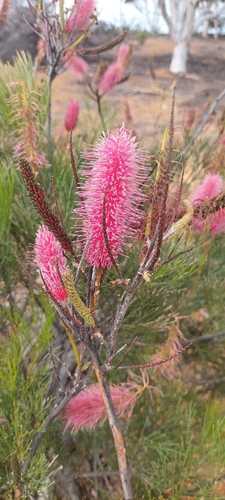 Pink Pokers