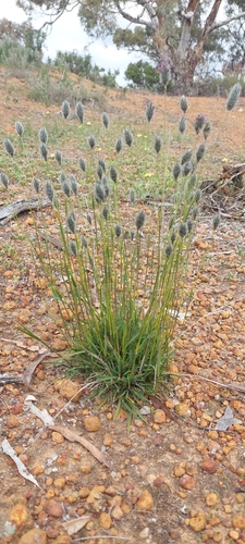 foxtail mulga grass