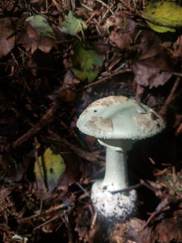 False Death-cap