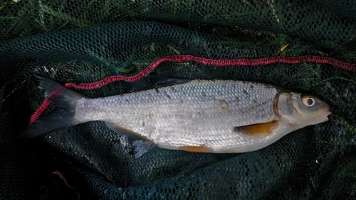 Vimba Bream