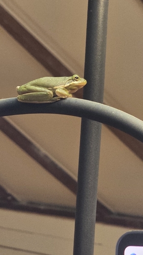 Green Treefrog