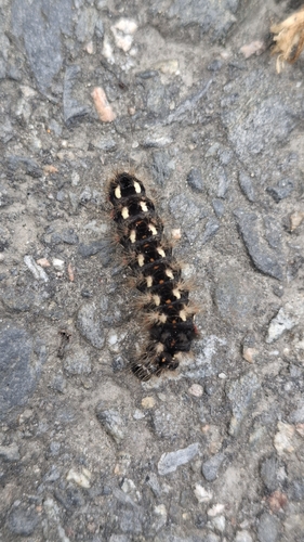 Knot Grass Moth