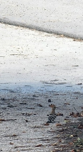 Common Hoopoe