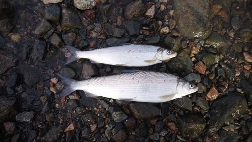 Common Whitefish
