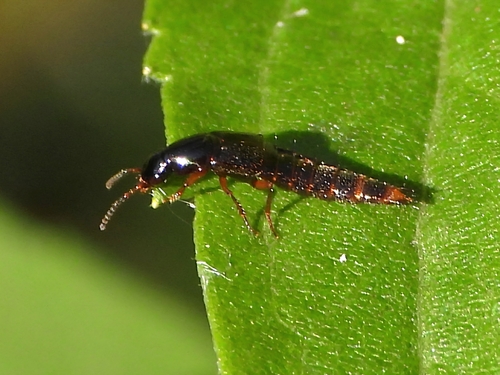 Quedius xanthopus