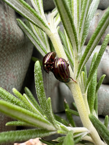 Rosemary Beetle