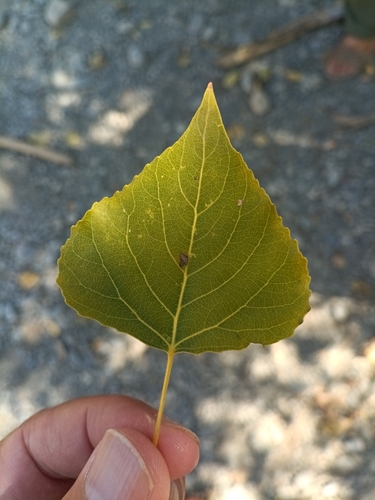 Black Poplar