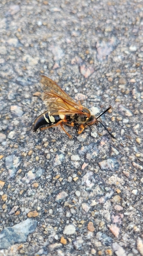 Eastern Cicada-killer Wasp