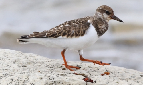 Ruddy Turnstone