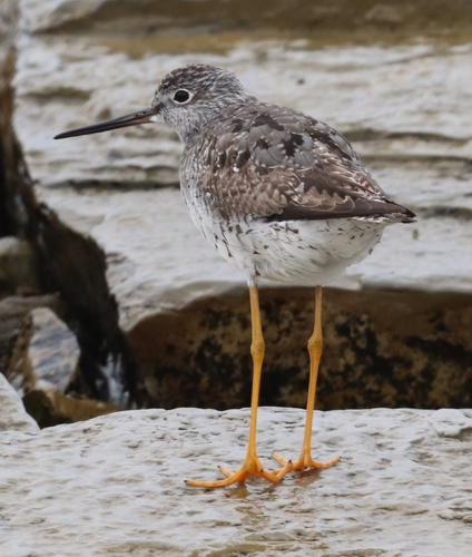 Greater Yellowlegs