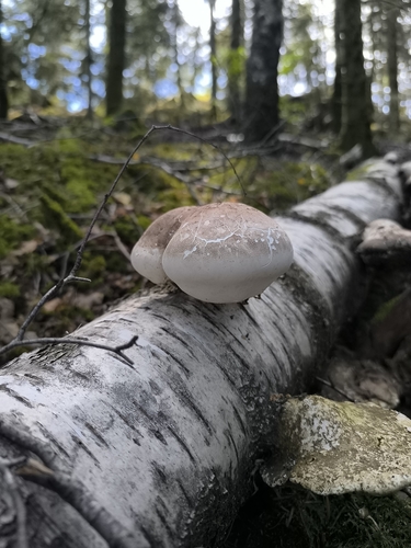 birch polypore