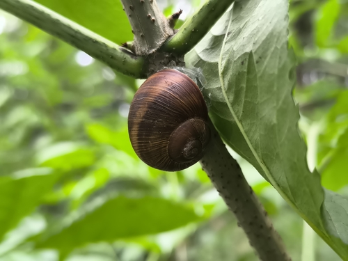 Roman Snail