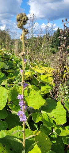 Bristly Bellflower