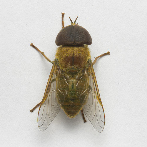 Cryptotylus unicolor