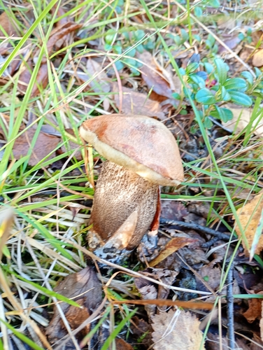 Brown Birch-bolete