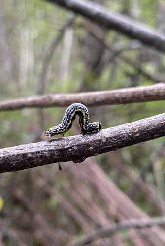 Clouded Magpie