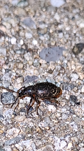 Cribrate Weevil