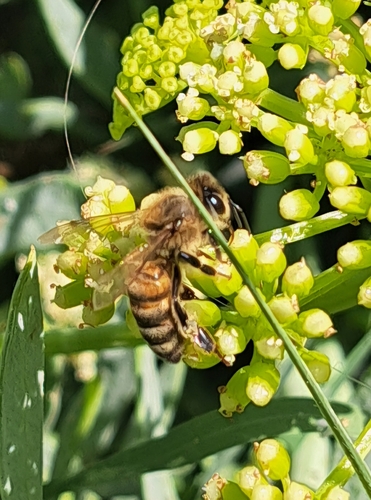 Western Honey Bee