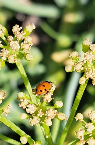 Variegated Lady Beetle