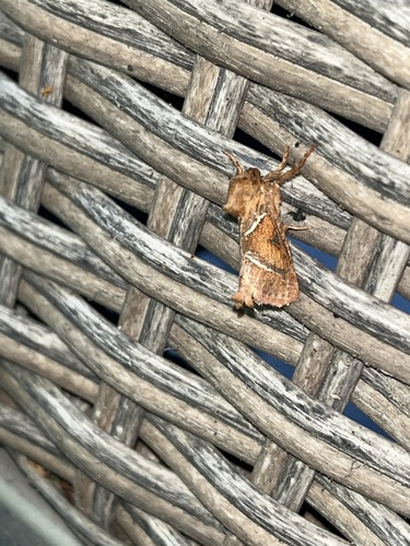 Orange Swift