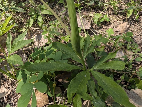 fan-leaf Chinese green dragon